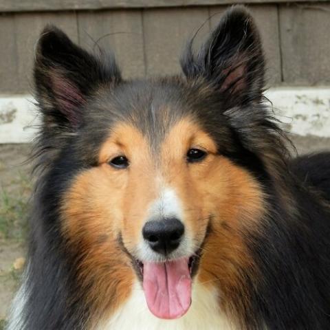 Shetland Sheepdog Dog Breed Info Shetland Sheepdog Dog Breed Info