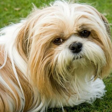 are shih tzu dogs intelligent