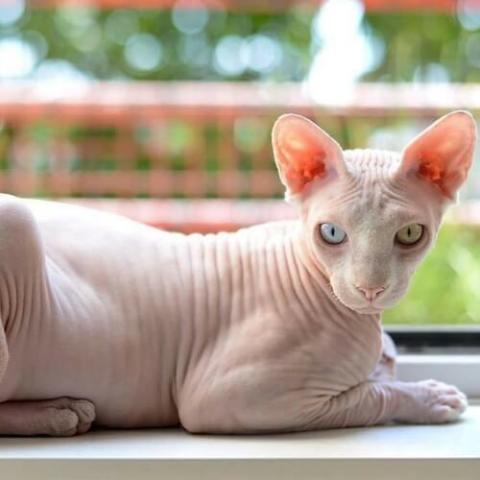 Sphynx Cat Breed Info Sphynx Cat Breed Info