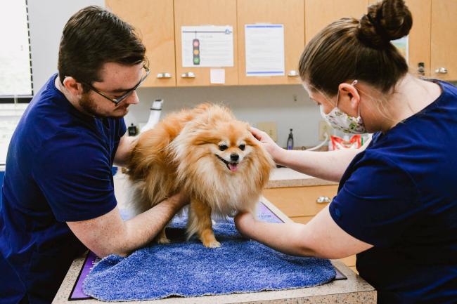 Trail pet sales hospital