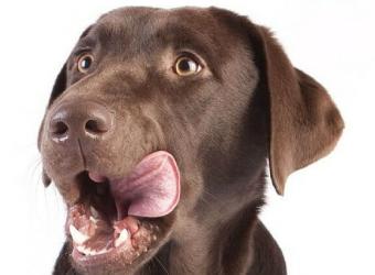 Dog Nutrition Myths: The Truth About Raw and Uncooked Diets