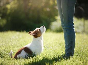 Dog Training in the New Year