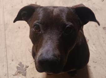 Heartworm Disease