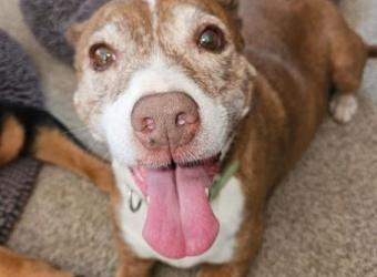 Elphaba’s Story: A Faster Path to Recovery from Pancreatitis