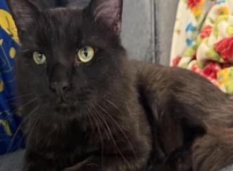 Upper Respiratory Infection in a Cat