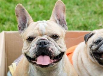 Keeping Your Smoosh-Faced (Brachycephalic) Dog in Top Health