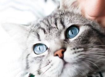 Heartworm Awareness Month: How to Prevent Cat Heartworm Disease