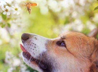 The 17-Year Cicadas Are Coming - What This Means For Your Pet!
