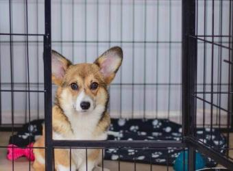 Ready to Give Up on Crate Training? Try These Tips!