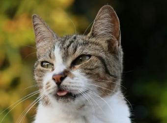 Ear Mites in Cats: Why Your Cat Is Scratching and What to Do