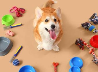 Essential Purchases for First-Time Dog Owners