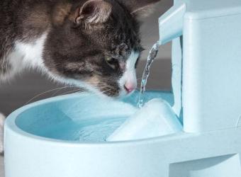 How to Keep Your Cat Hydrated