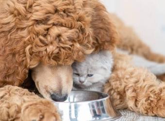 Pet Diabetes Warning Signs to Look for in Your Dogs and Cats