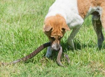 Dogs + Snakes = Trouble: How to Avoid Getting Bitten
