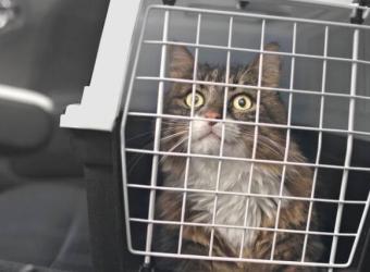 The Secret to Stress-Free Car Rides With Your Kitty Cat