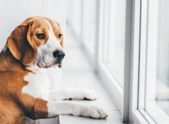 Separation Anxiety in Dogs: What It Looks Like & How to Manage It