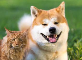 The Top 5 Spring Hazards for Dogs & Cats