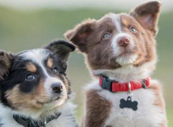The Ultimate Guide to Puppy and Dog Vaccine Schedules: What Shots Do Dogs & Puppies Need?