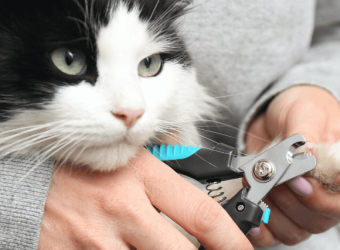 How to Trim Your Cat&#039;s Nails