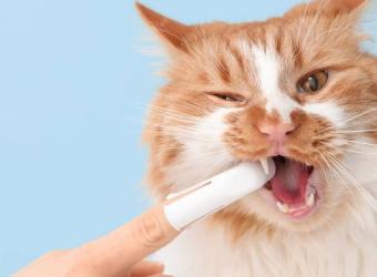 Why You Shouldn't Ignore Your Pet's Oral Health