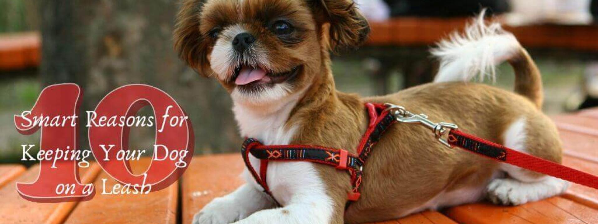 10-leash-reasons-blog-header.jpg