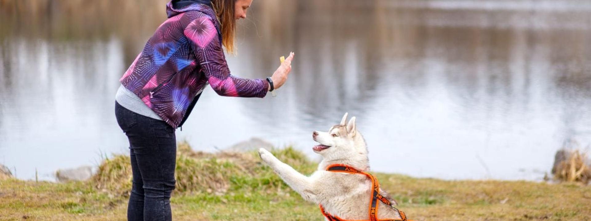 different-types-of-dog-training.jpg