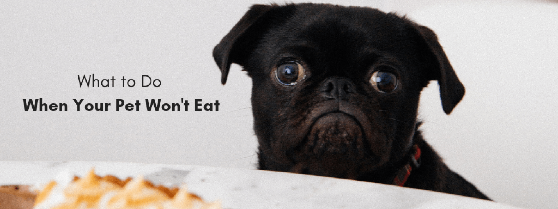 What to do when your pet won't eat