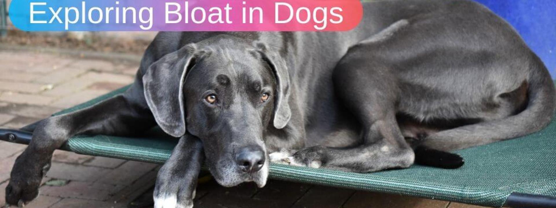 can a dog burp if they have bloat