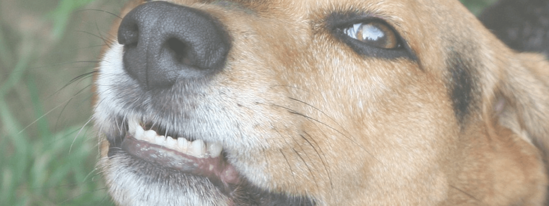 blog-title-top-five-pet-dental.png