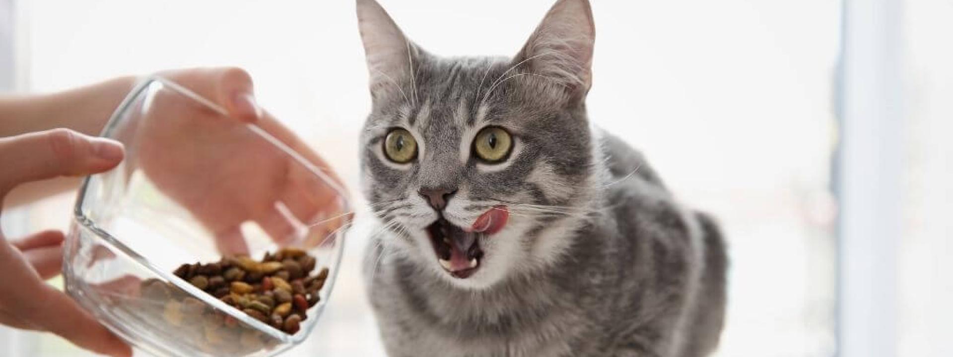 cat-nutrition-tips.jpg