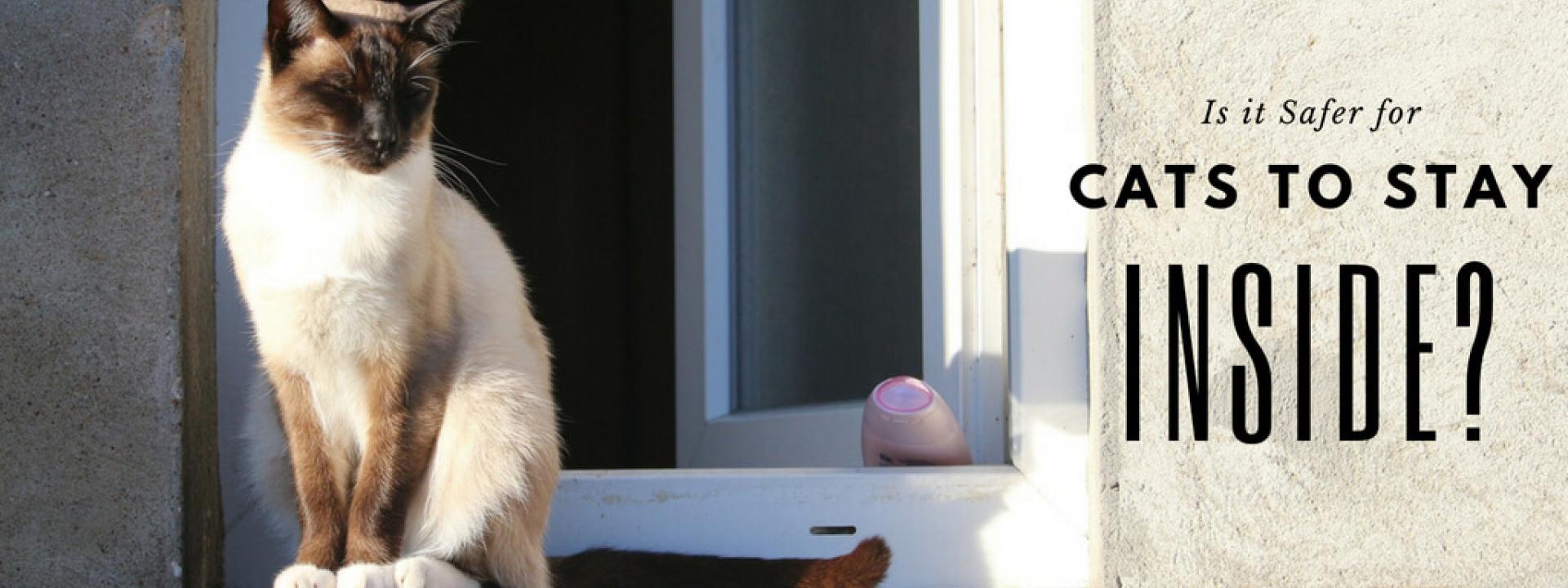 cat-outside-blog-header.jpg
