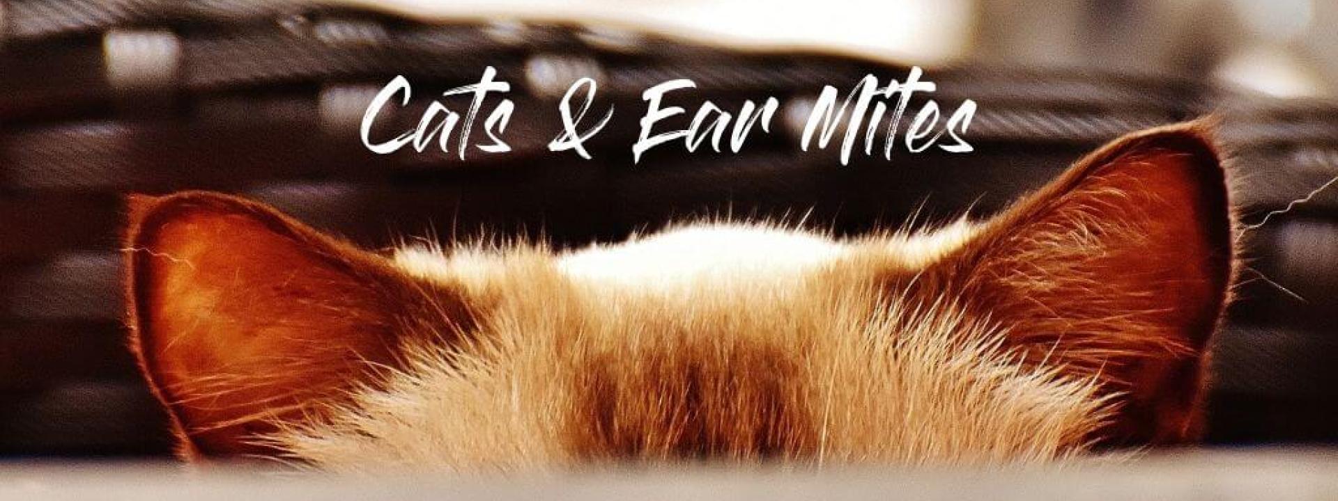 cats-ear-mites-blog-header.jpg