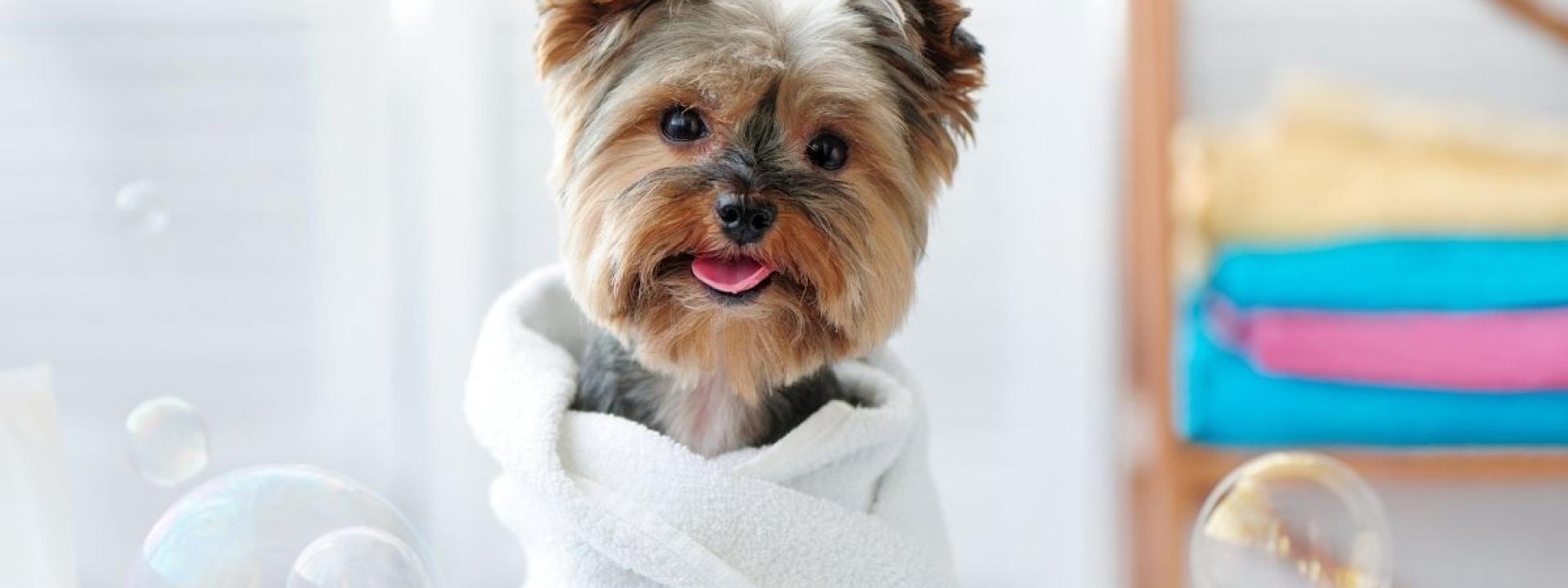 dog-bathing-grooming-tips.jpg