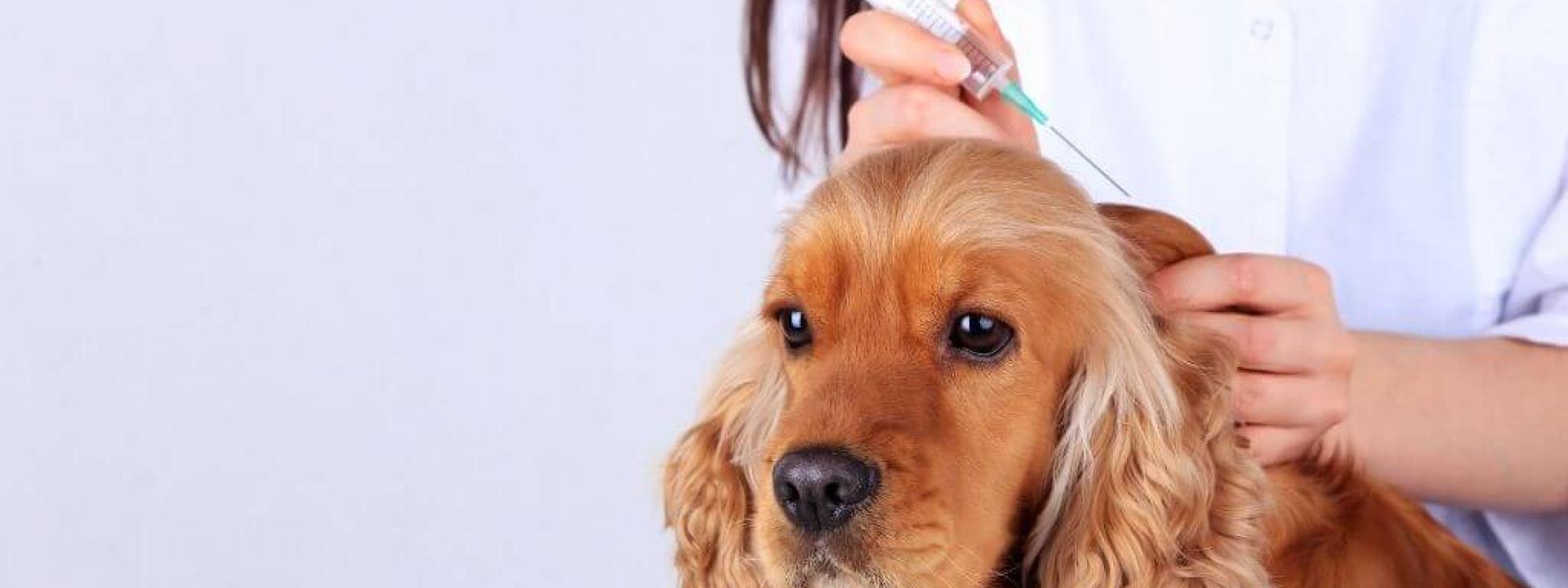 dog-vaccination-guide.jpg