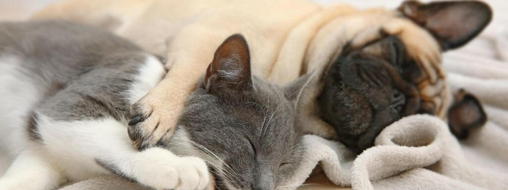 are female or male dogs better with cats