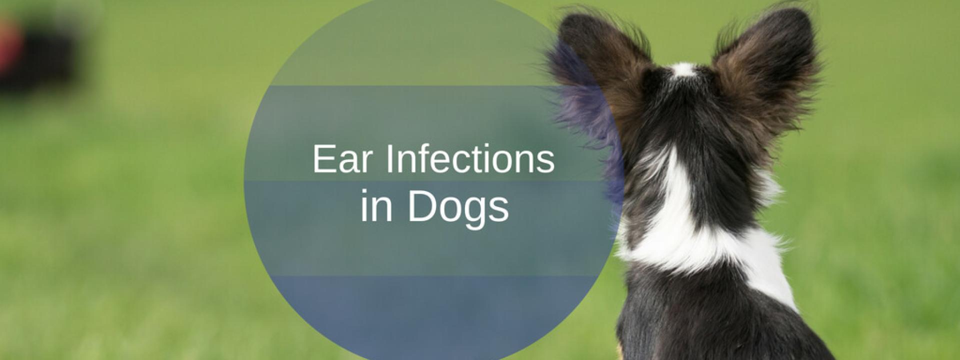 ear-infections-blog-header.jpg