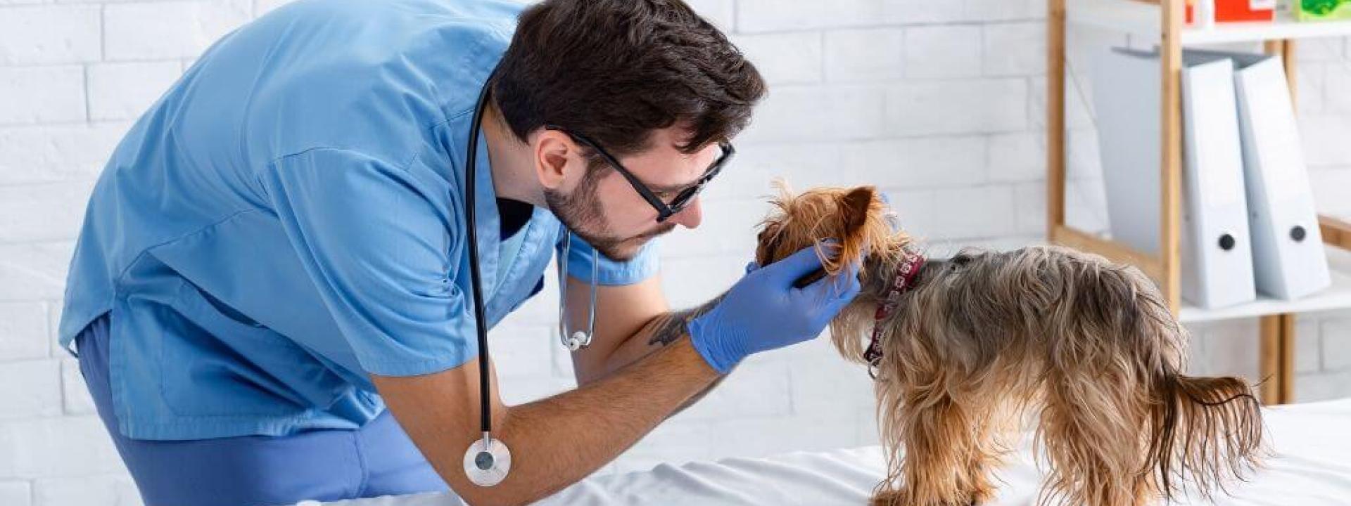 fear-free-veterinary-pets.jpg