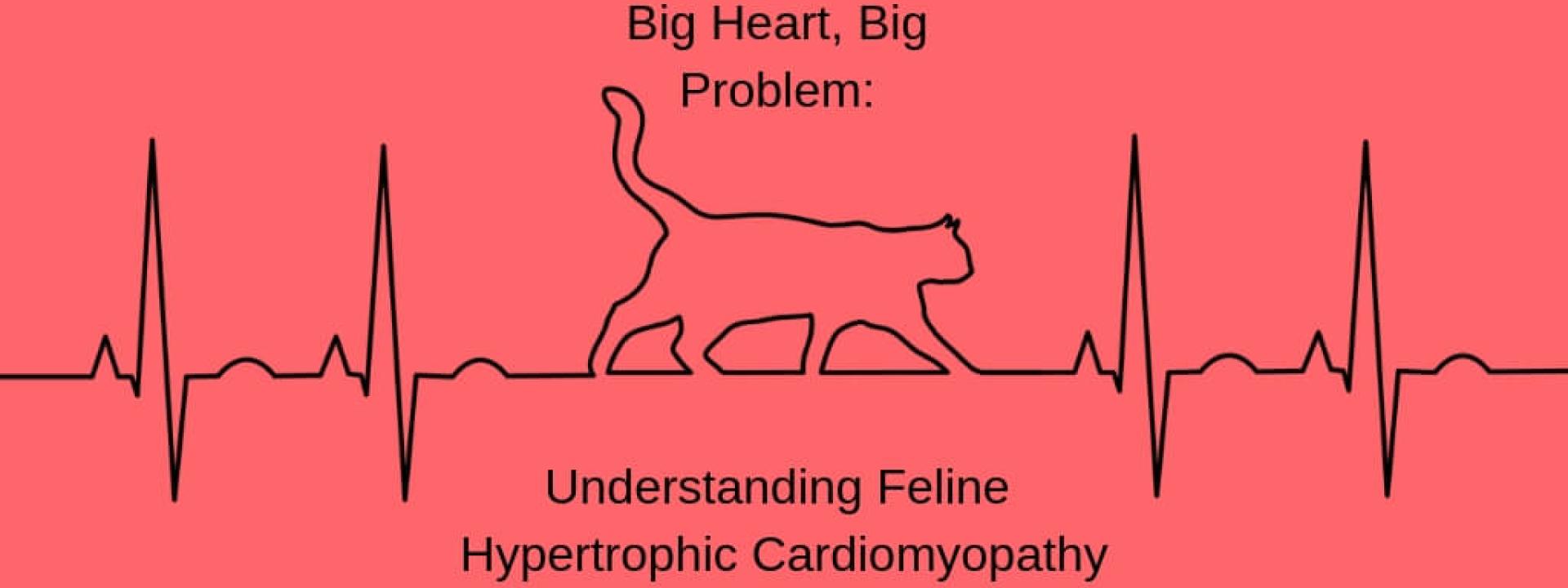 feline-HCM-blog-header.jpg