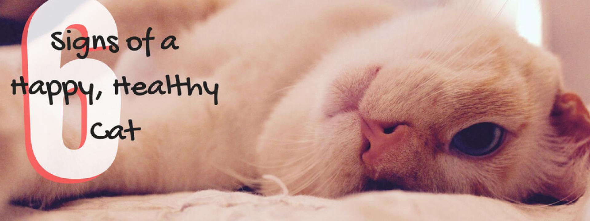 happy-healthy-cat-blog-header.jpg