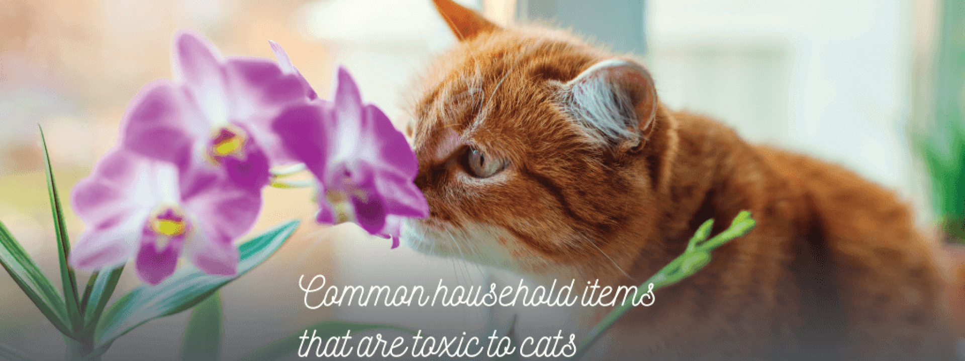 household-items-toxic-to-cats.png