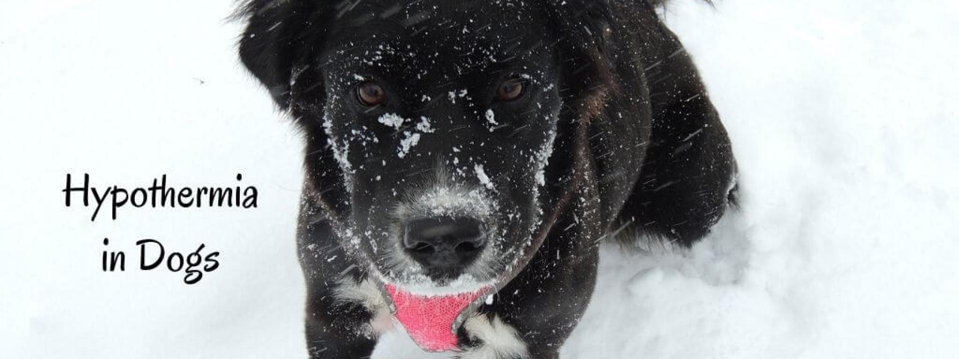 hypothermia-in-dogs-blog-header.jpg