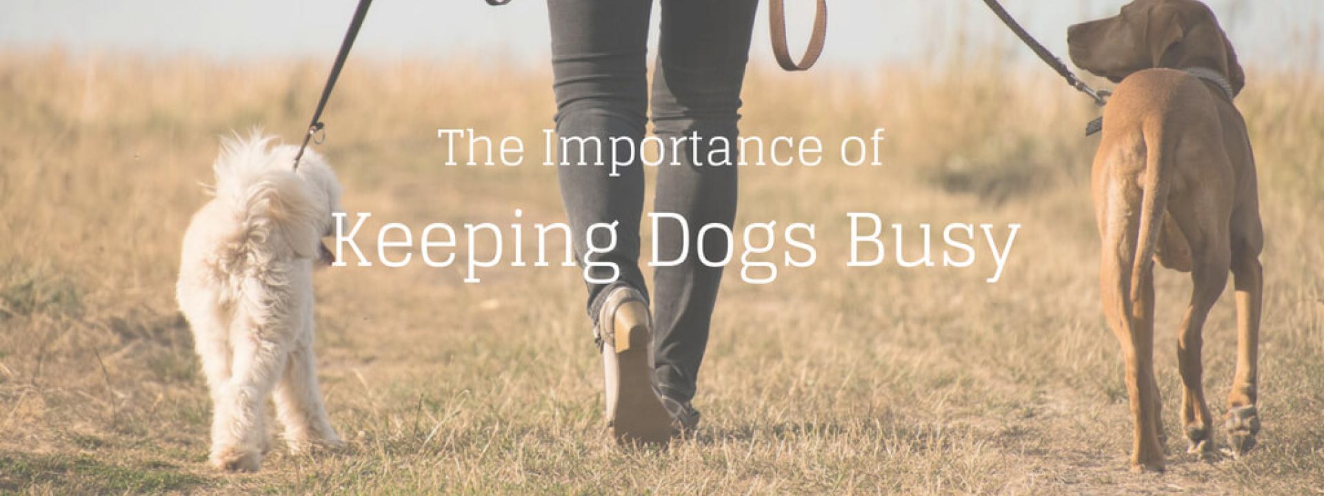 keep-dogs-busy-blog-header.jpg