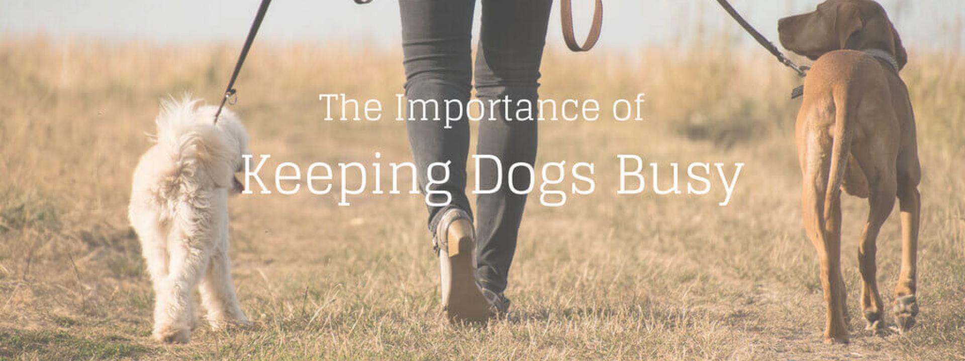 keep-dogs-busy-blog-header.jpg