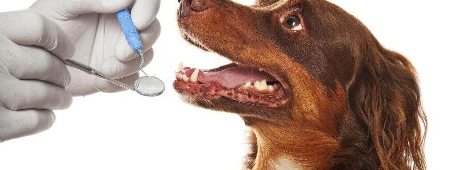 pet-dental-care.jpg