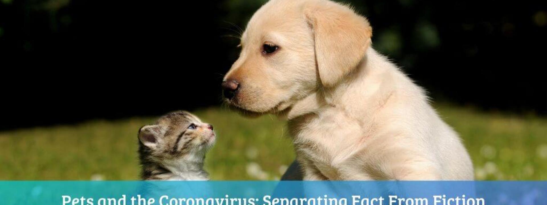 pets-cant-spread-coronavirus.jpg