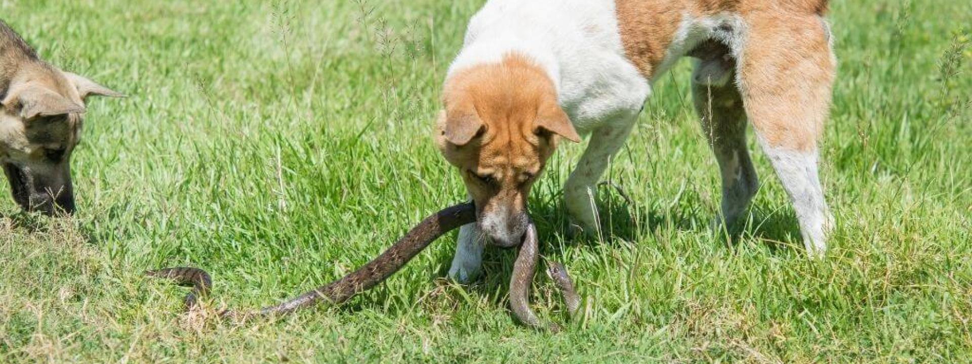 Do dogs protect you from snakes?