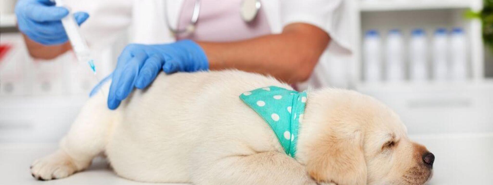 puppy-vaccinations.jpg
