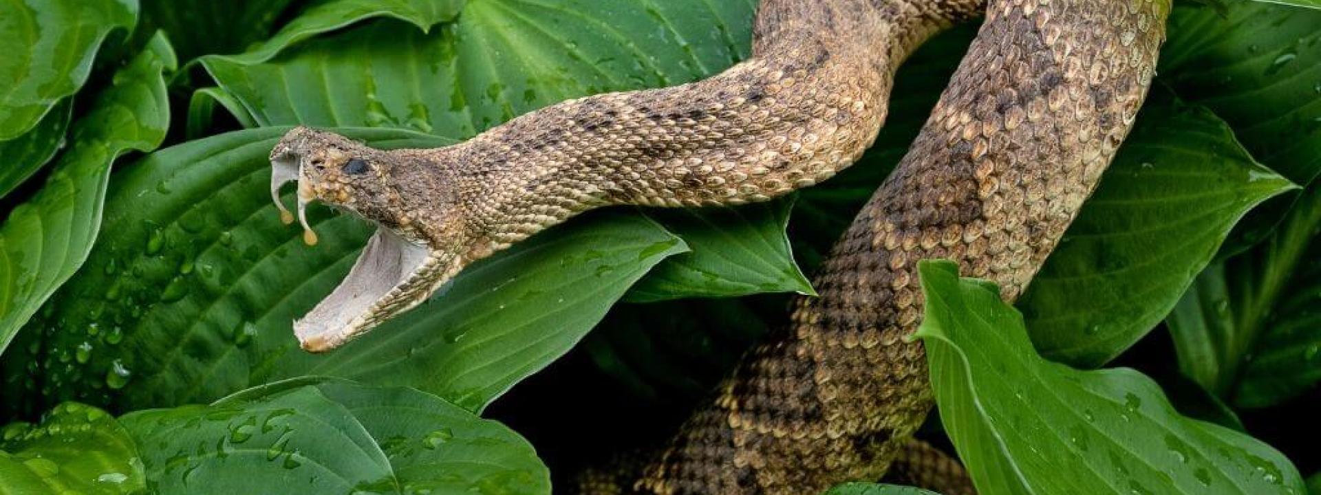 How To Survive a Snakebite: Pet Edition How To Survive a Snakebite: Pet Edition