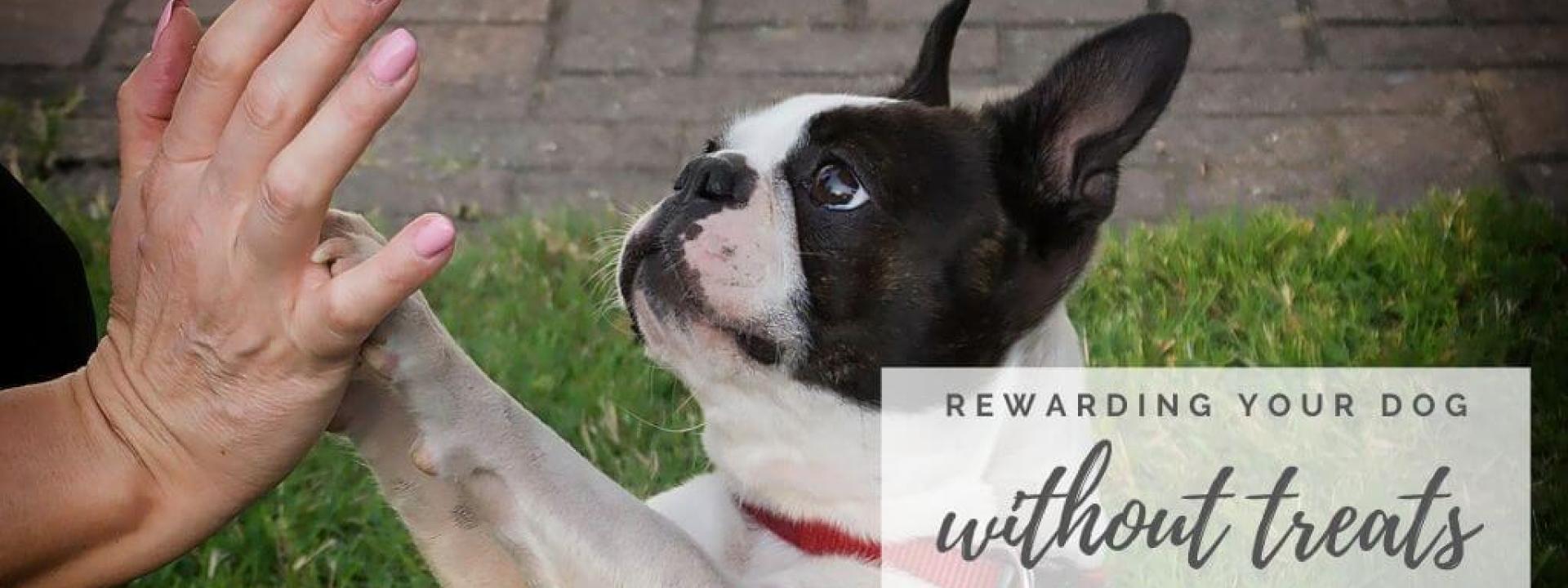 reward-dog-without-treats-blog-header.jpg