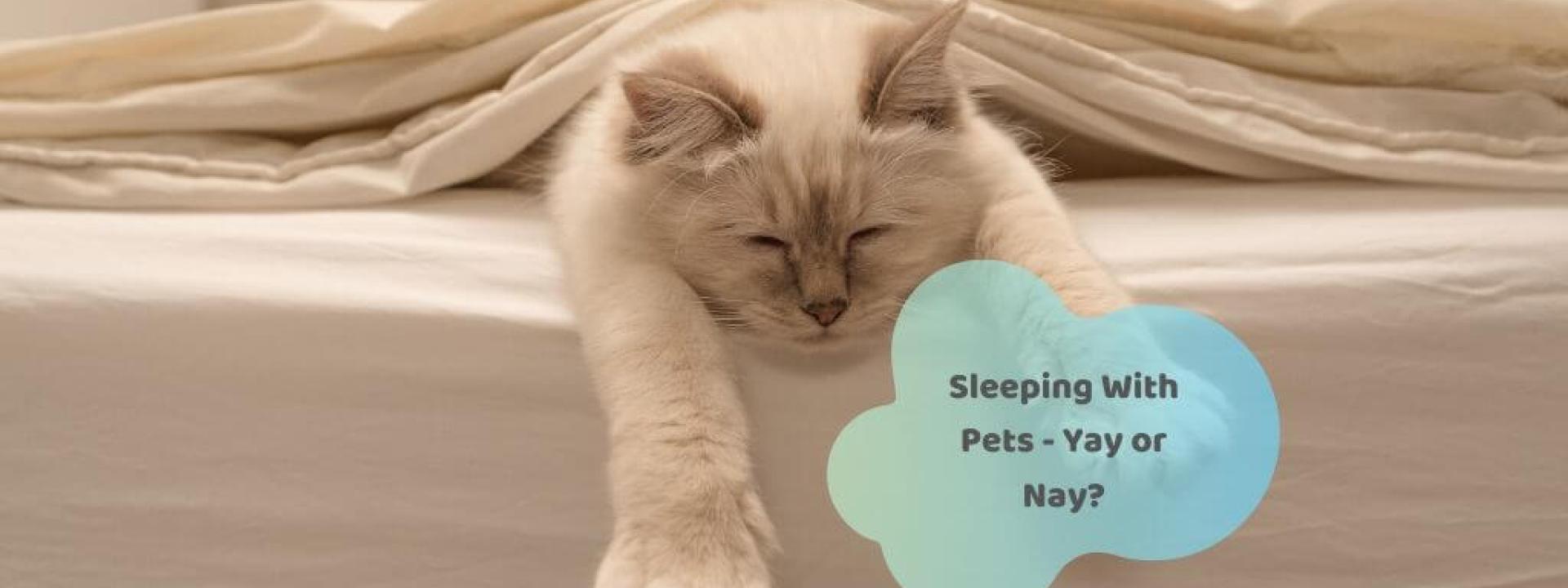 sleeping-with-pets-possible-health-issues.jpg